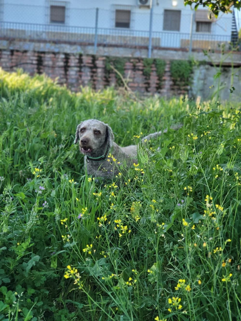 Turko, male 3yo Mixed Breed for adoption at Tierschutzverein ARCA e.V., Gernsbach