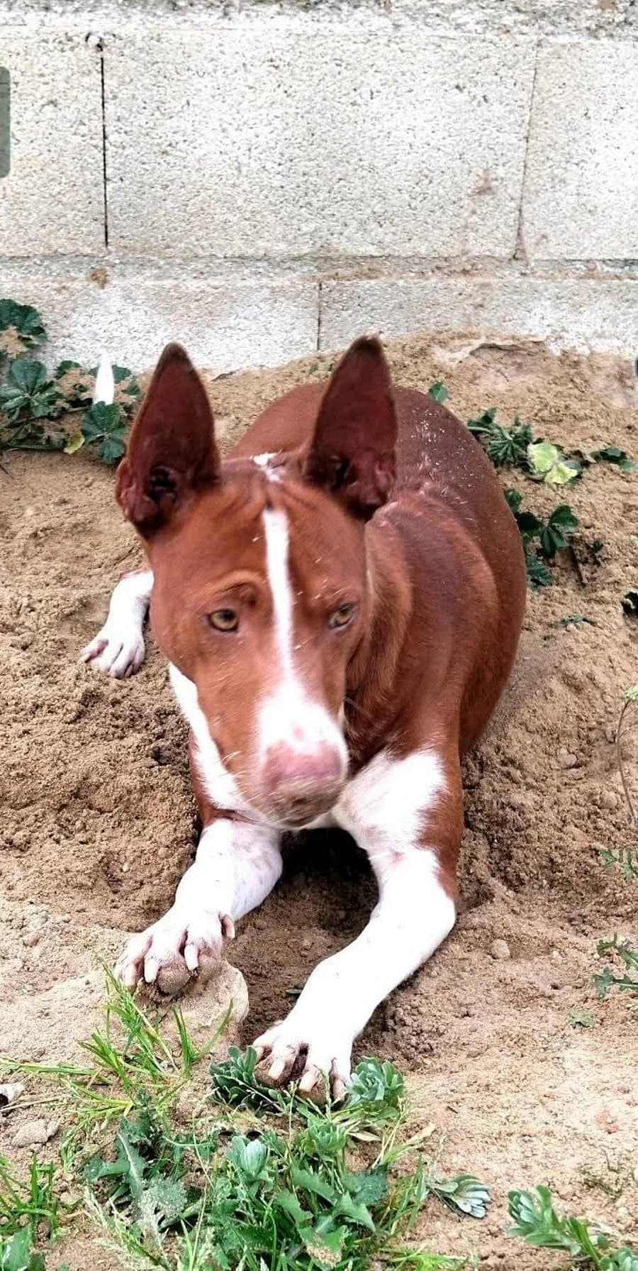 Gago, male puppy Mixed Breed for adoption at Tierschutzverein ARCA e.V., Gernsbach