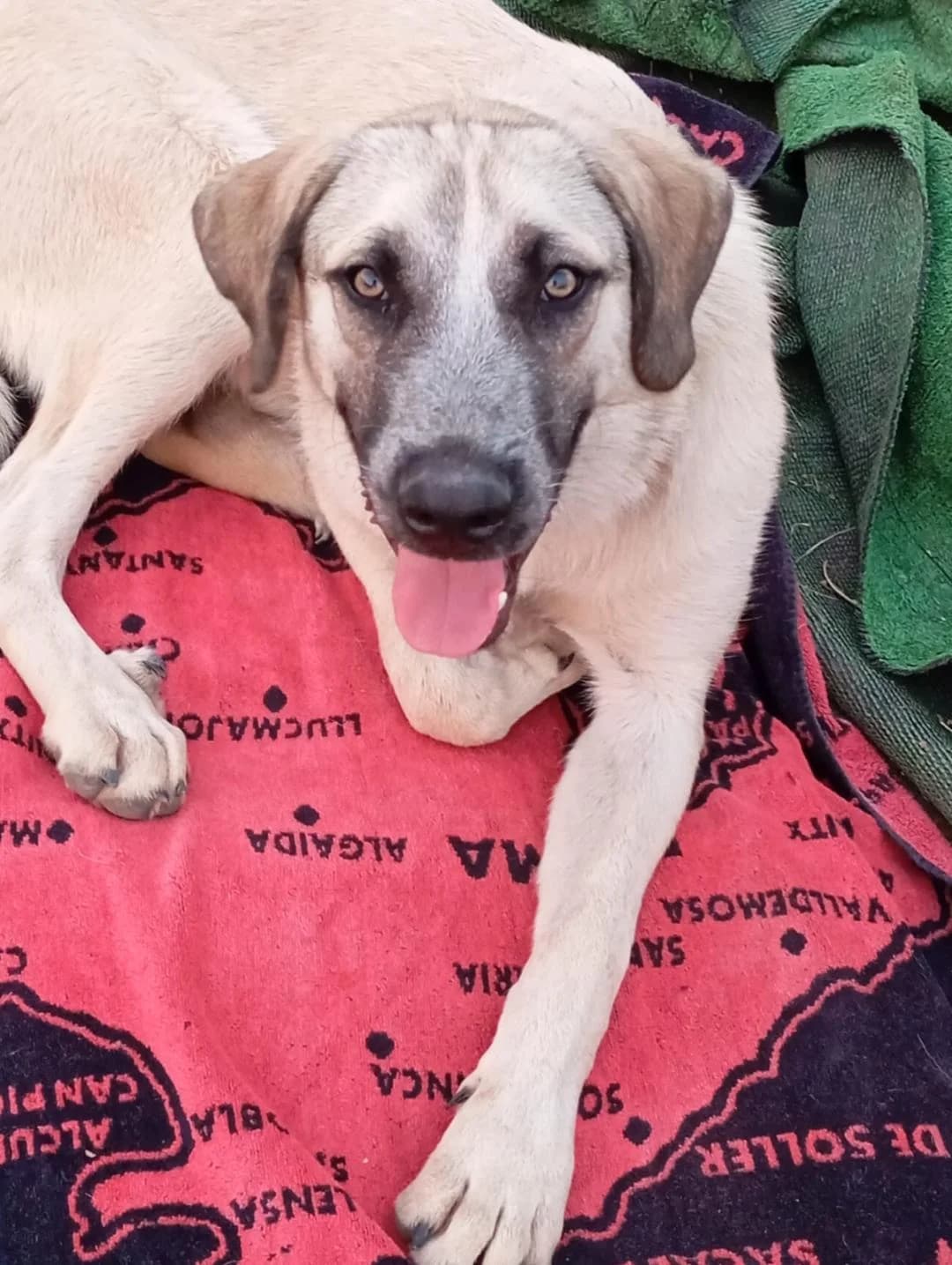 Isco, male Mixed Breed for adoption at Tierschutzverein ARCA e.V.