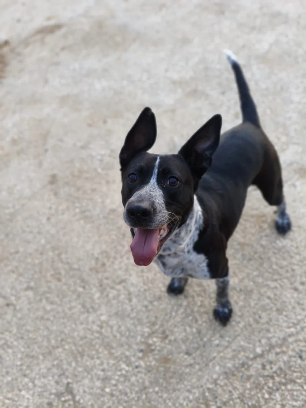 Donete – reserviert, schwarz male Mixed Breed for adoption at Tierschutzverein ARCA e.V.