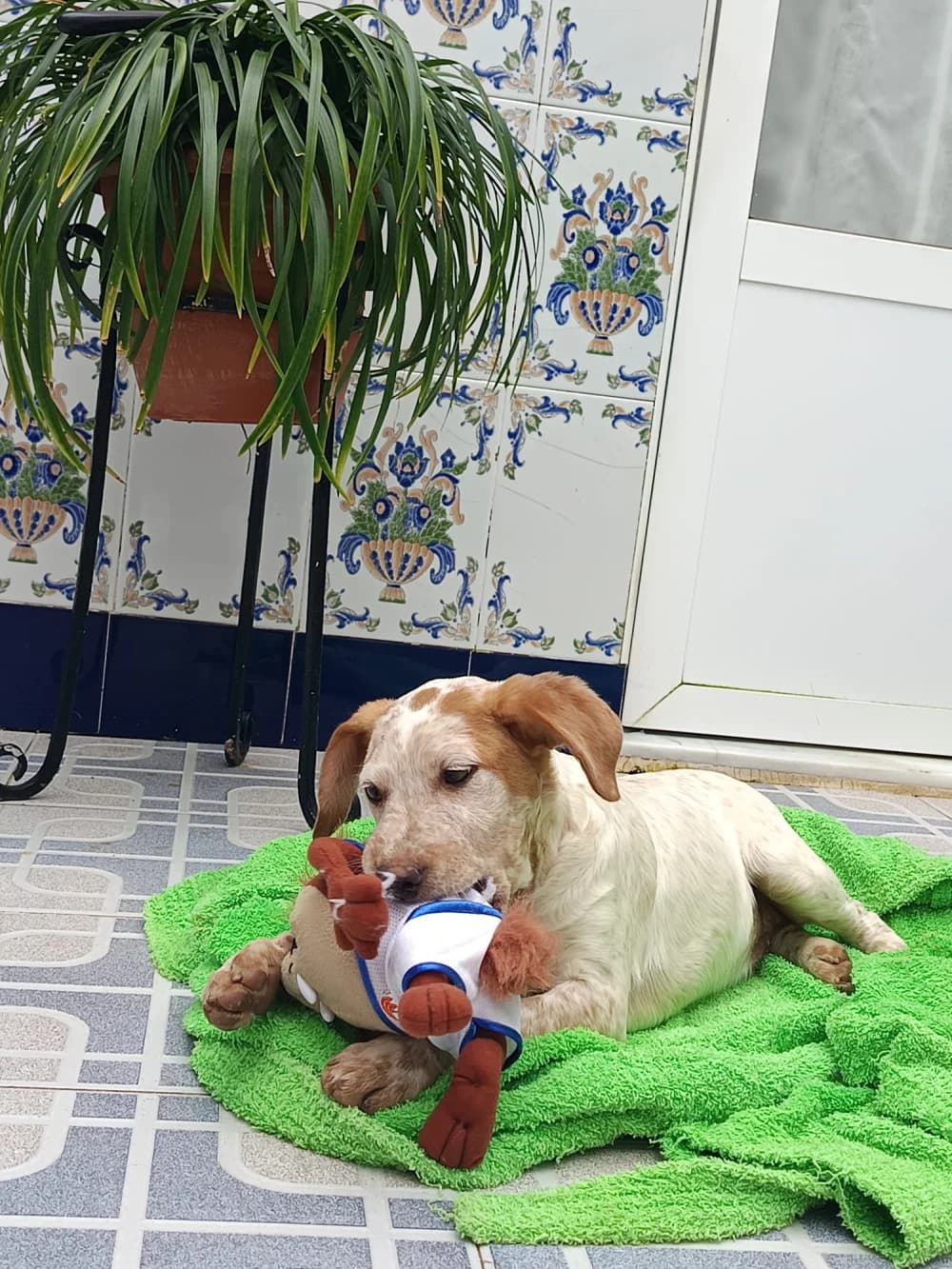 Tadeo, puppy Mixed Breed for adoption at Tierschutzverein ARCA e.V., Gernsbach