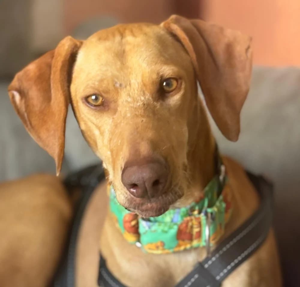 Denver, male Mixed Breed for adoption at Tierschutzverein ARCA e.V., Gernsbach