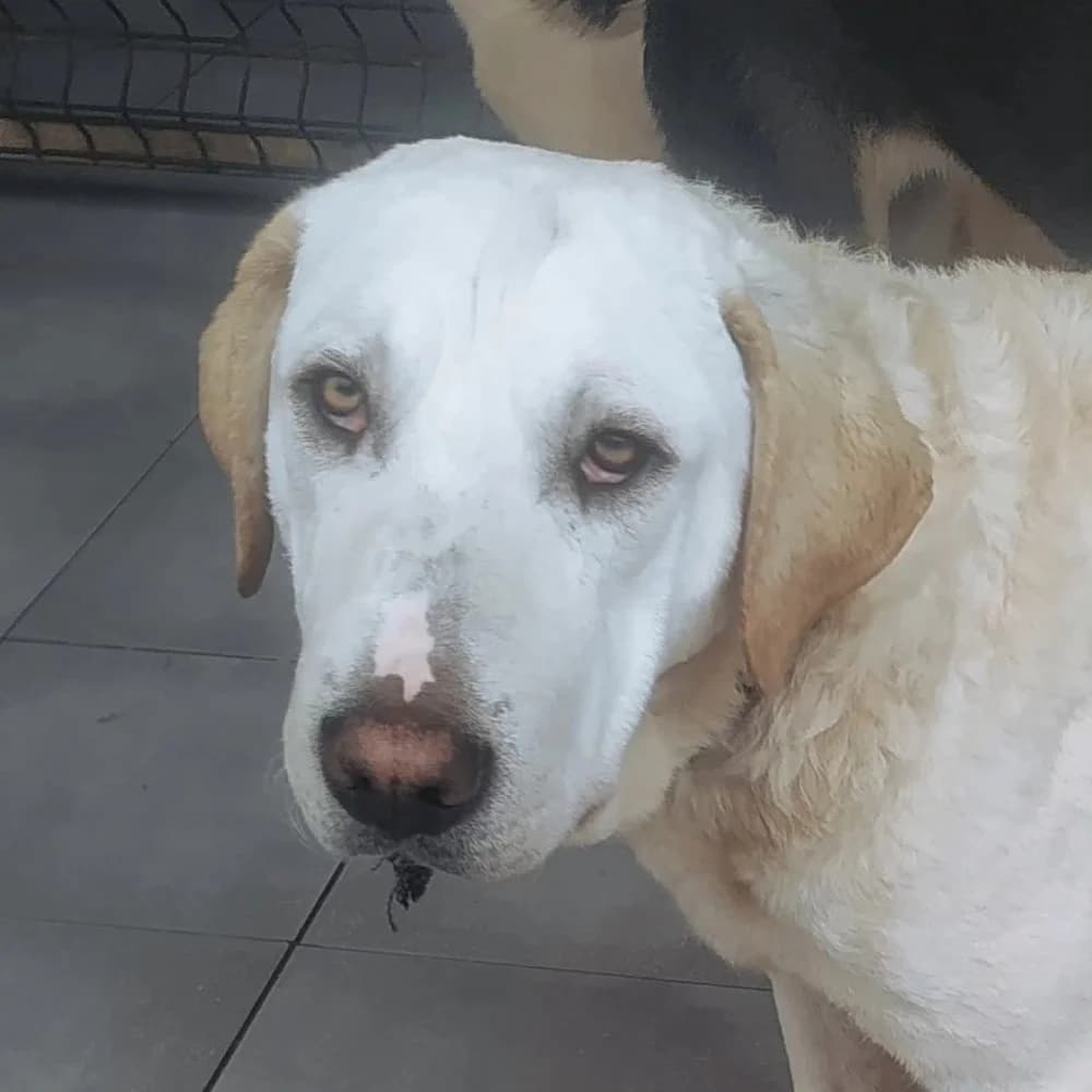 Schnee, male 5yo Mixed Breed for adoption at Tierschutzverein ARCA e.V., Gernsbach