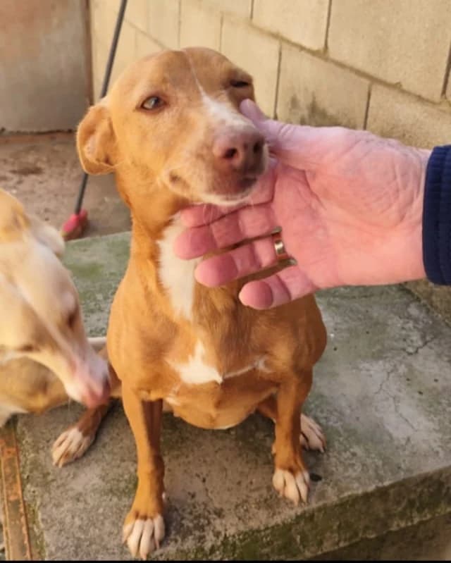 Uma, female 7yo Mixed Breed for adoption at Tierschutzverein ARCA e.V., Gernsbach