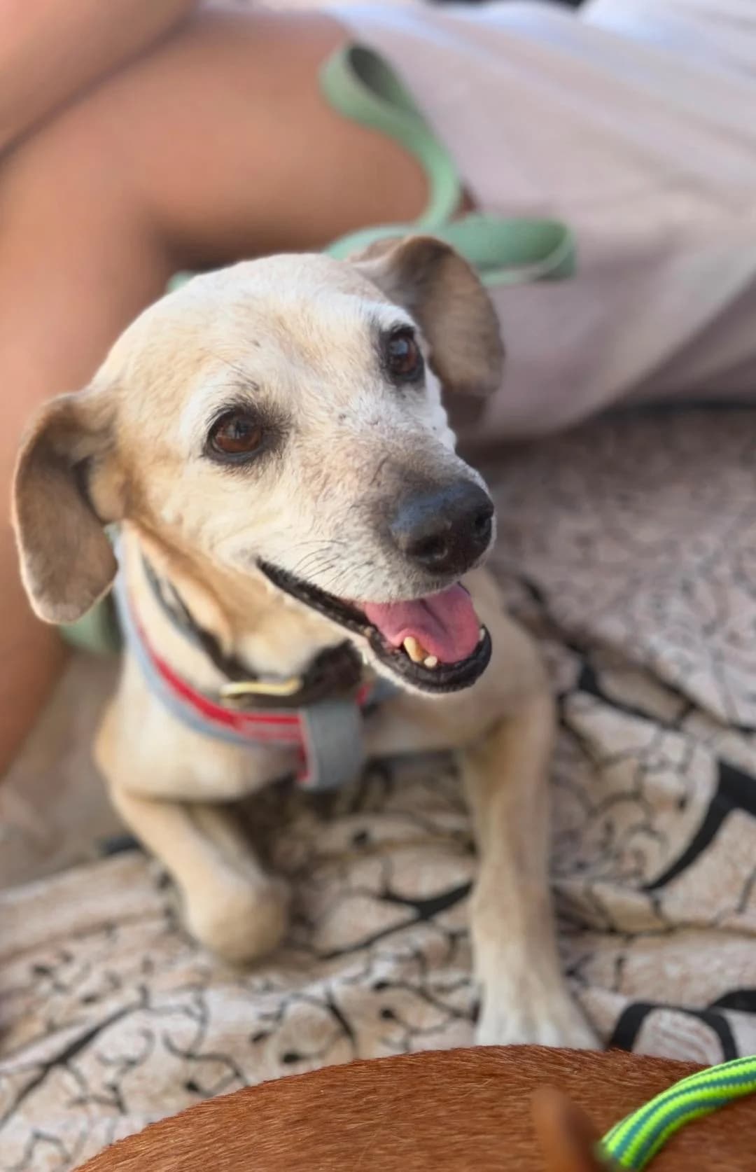 Natilla –, female Mixed Breed for adoption at Tierschutzverein ARCA e.V., Gernsbach