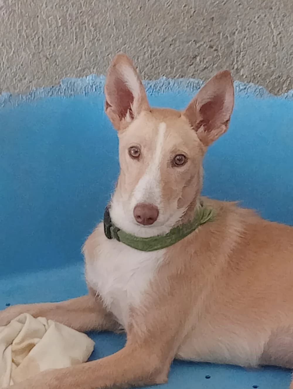 Paz, female Mixed Breed for adoption at Tierschutzverein ARCA e.V., Gernsbach