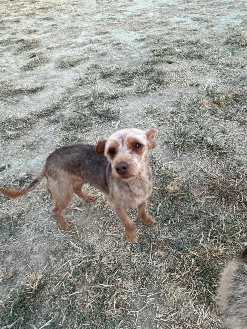 Cloe, female puppy Mixed Breed for adoption at Tierschutzverein ARCA e.V., Gernsbach
