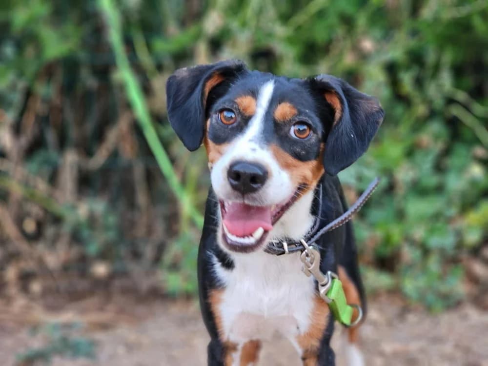 Kiko –, male Mixed Breed for adoption at Tierschutzverein ARCA e.V., Gernsbach