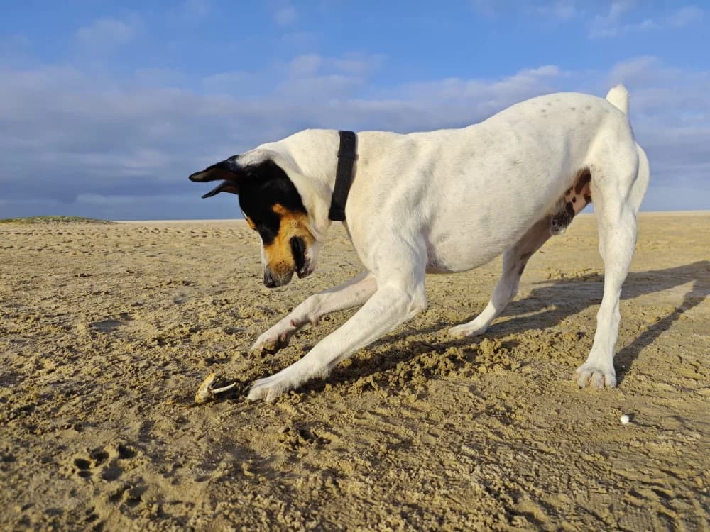 Rudy –, male Mixed Breed for adoption at Tierschutzverein ARCA e.V., Gernsbach