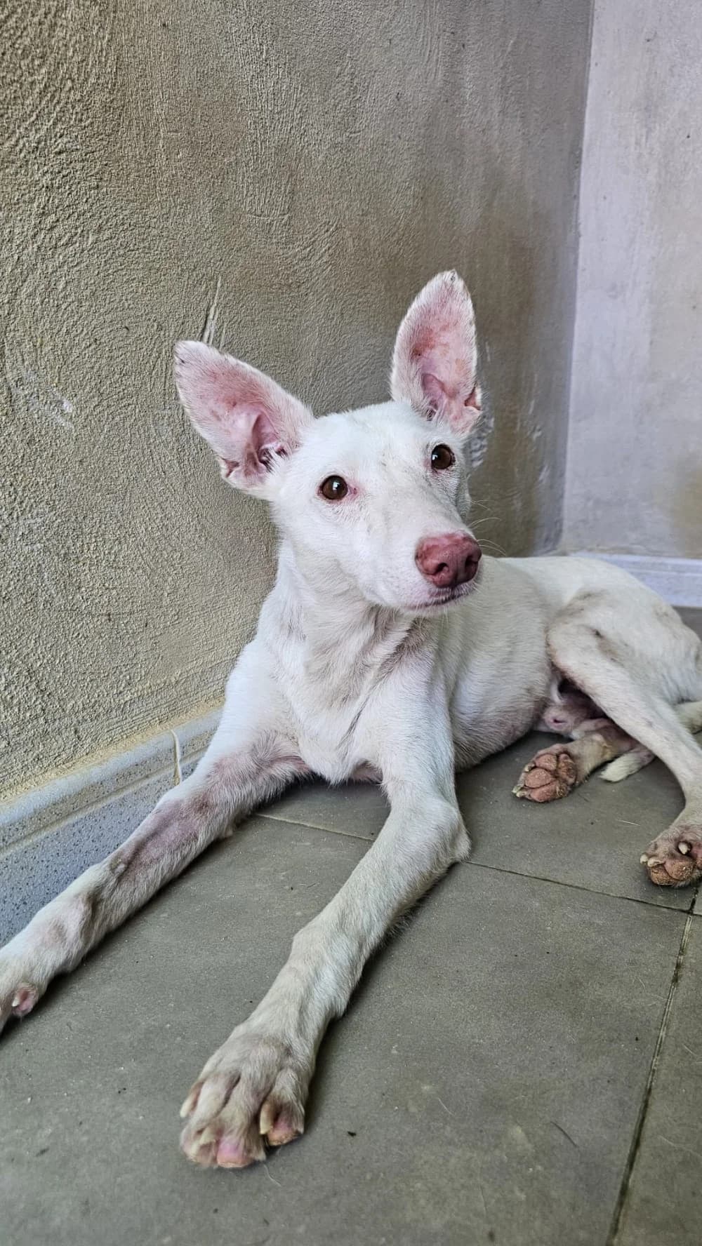 Albi –, weiß male 7yo Mixed Breed for adoption at Tierschutzverein ARCA e.V., Gernsbach