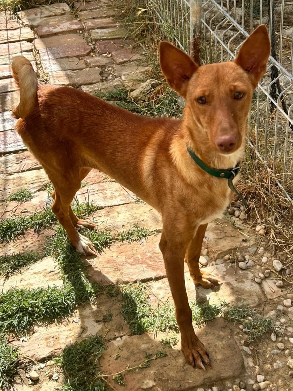 Hade, female Mixed Breed for adoption at Tierschutzverein ARCA e.V., Gernsbach