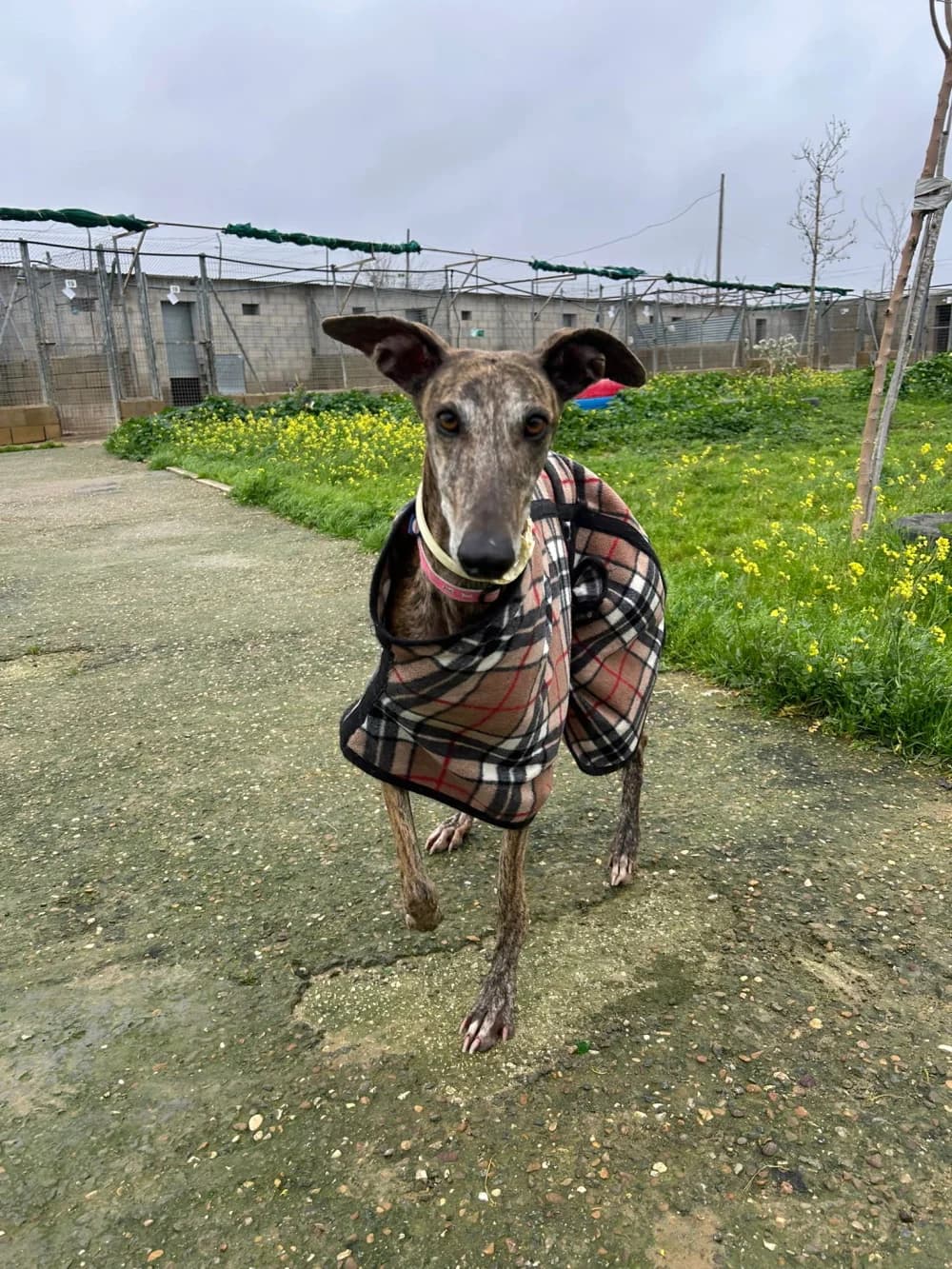 Violeta, female Mixed Breed for adoption at Tierschutzverein ARCA e.V., Gernsbach