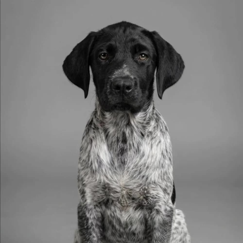 Hobbit –, puppy Mixed Breed for adoption at Tierschutzverein ARCA e.V., Gernsbach