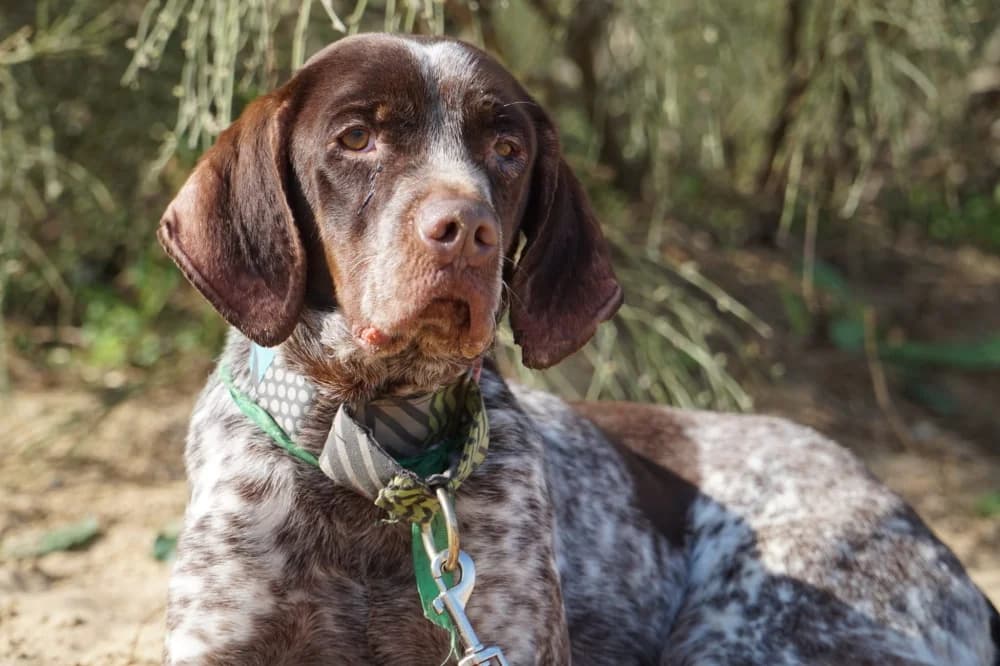 Yamal, male 3yo Mixed Breed for adoption at Tierschutzverein ARCA e.V., Gernsbach