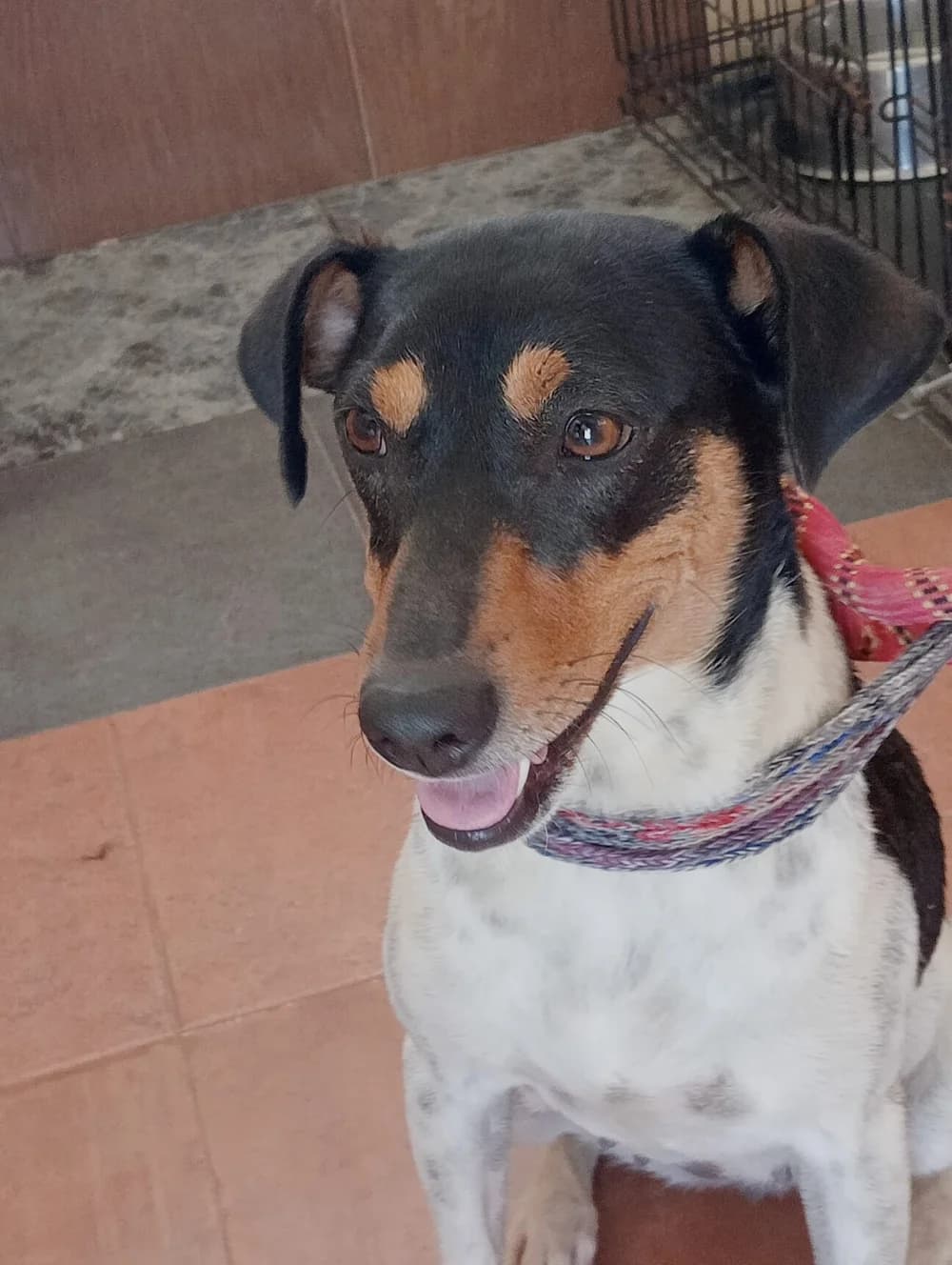 Lena, female puppy Mixed Breed for adoption at Tierschutzverein ARCA e.V., Gernsbach
