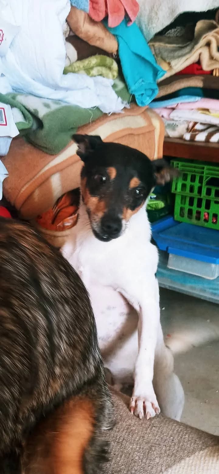 Alvin, male puppy Mixed Breed for adoption at Tierschutzverein ARCA e.V., Gernsbach