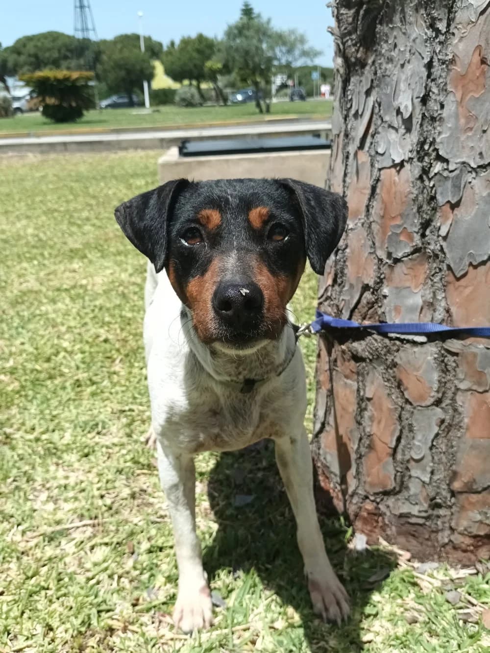 Jagger, male 5yo Mixed Breed for adoption at Tierschutzverein ARCA e.V., Gernsbach