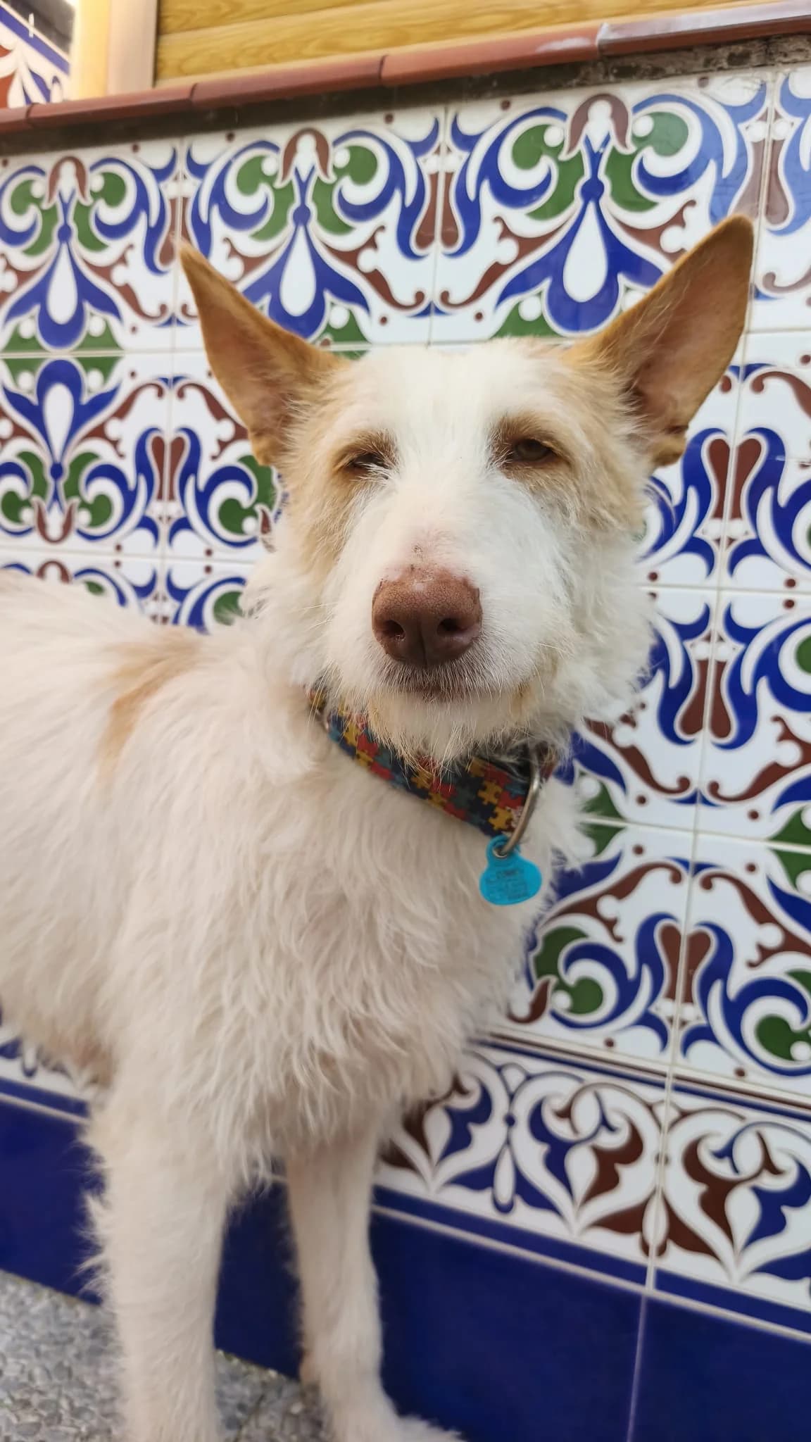 Nube, female puppy Mixed Breed for adoption at Tierschutzverein ARCA e.V., Gernsbach