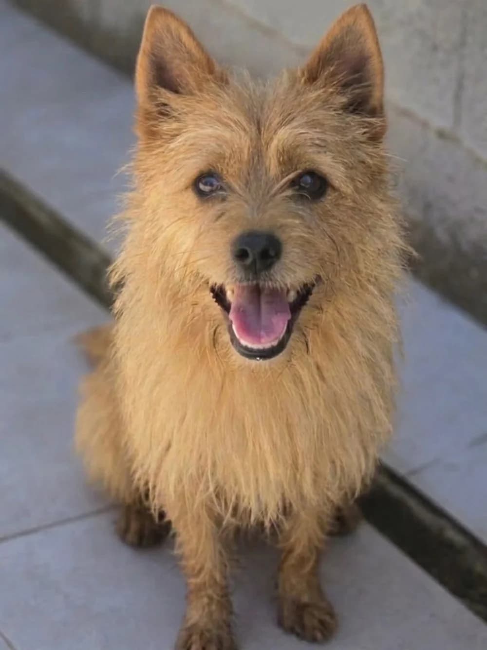 Chulo, male 5yo Mixed Breed for adoption at Tierschutzverein ARCA e.V., Gernsbach