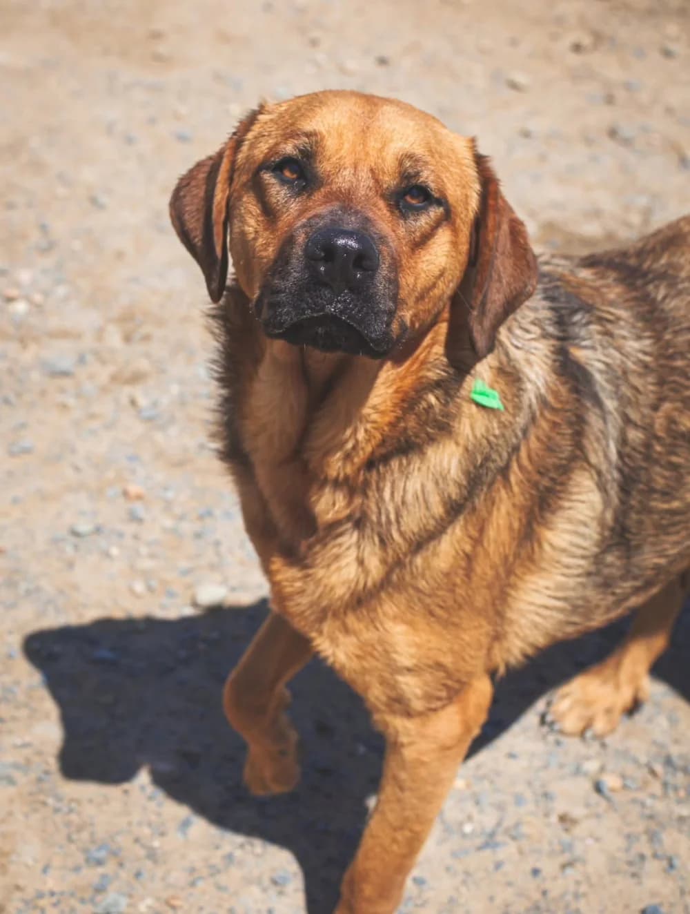 Joyce, female 5yo Mixed Breed for adoption at Tierschutzverein ARCA e.V., Gernsbach