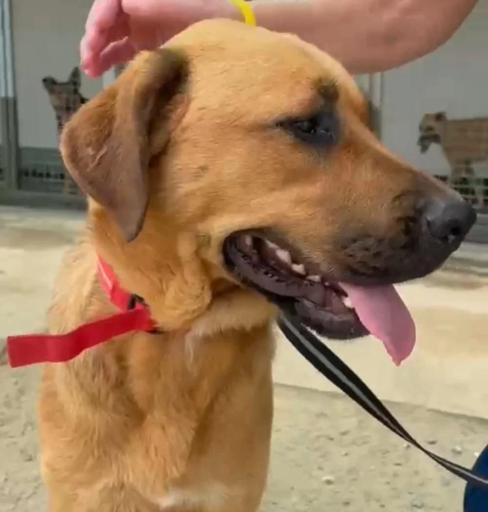 Jess, female 5yo Mixed Breed for adoption at Tierschutzverein ARCA e.V., Gernsbach