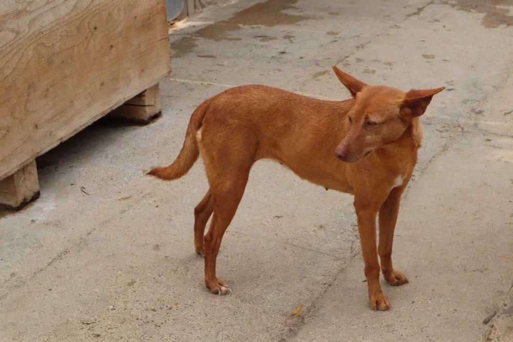 Alisa, female Mixed Breed for adoption at Tierschutzverein ARCA e.V., Gernsbach