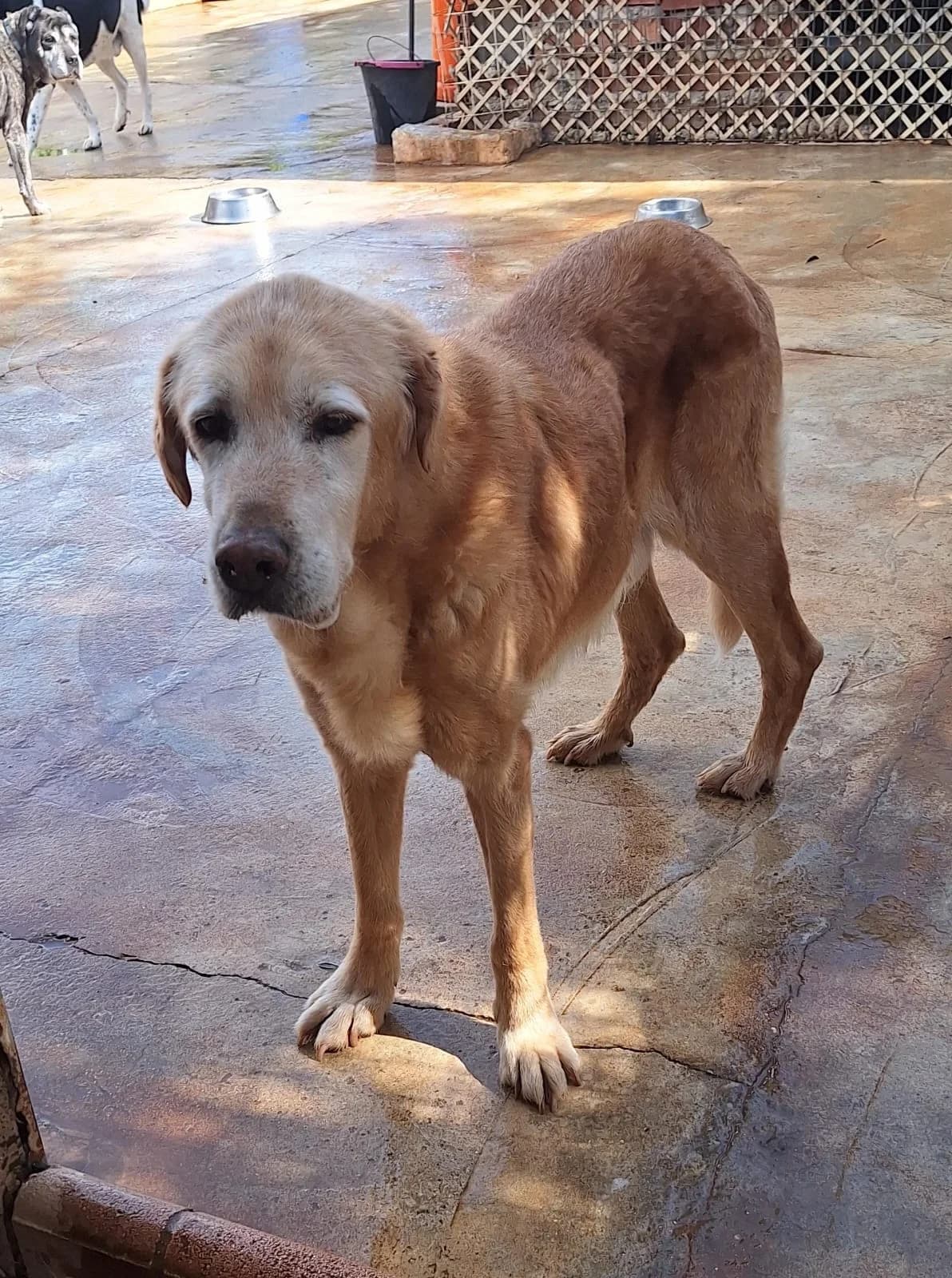 Sebastian – verstorben, male senior Mixed Breed for adoption at Tierschutzverein ARCA e.V., Gernsbach