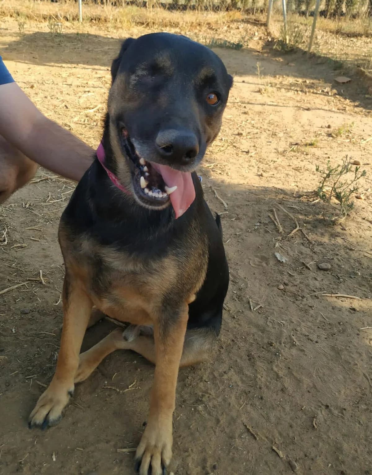 Harry, male senior Mixed Breed for adoption at Tierschutzverein ARCA e.V., Gernsbach
