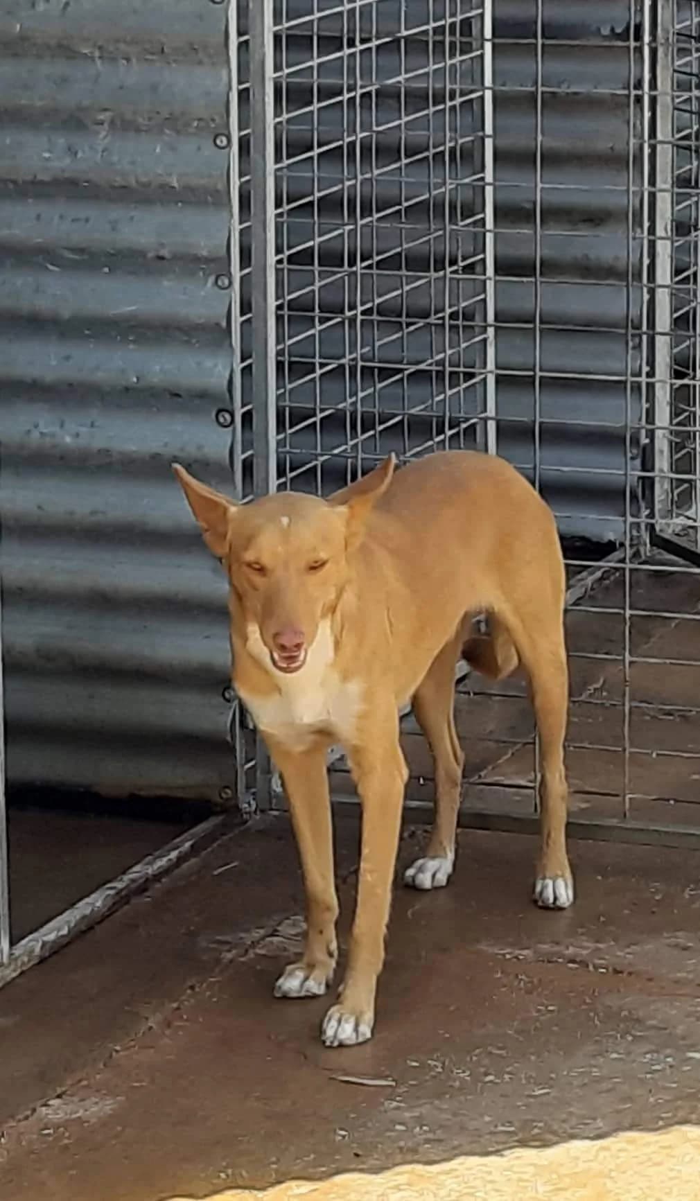 Donald, female puppy Mixed Breed for adoption at Tierschutzverein ARCA e.V., Gernsbach