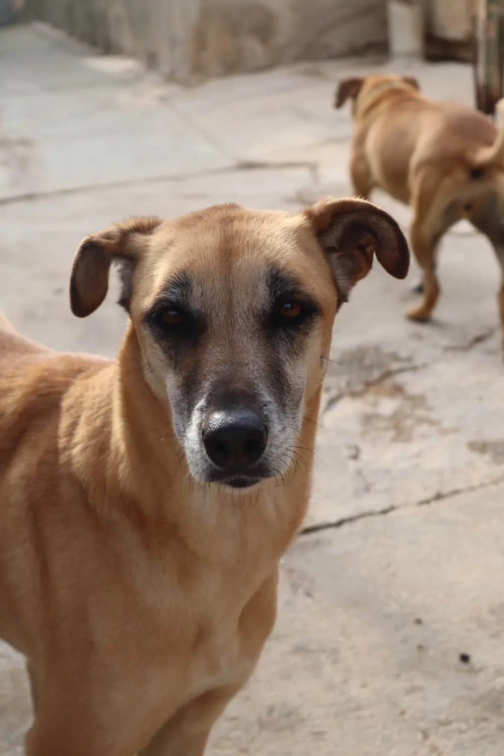 Rachel, 5yo Mixed Breed for adoption at Tierschutzverein ARCA e.V., Gernsbach