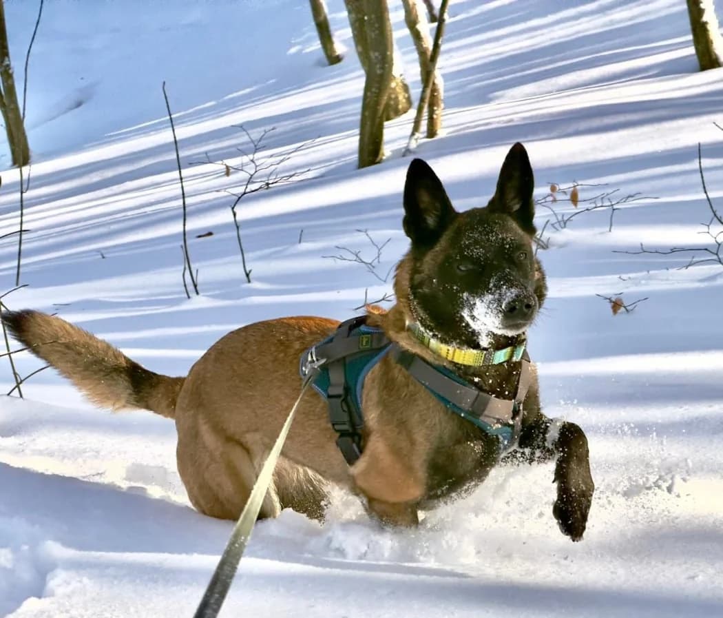 Bella, Mixed Breed for adoption at Tierschutzverein Bad Reichenhall e.V., Bad Reichenhall