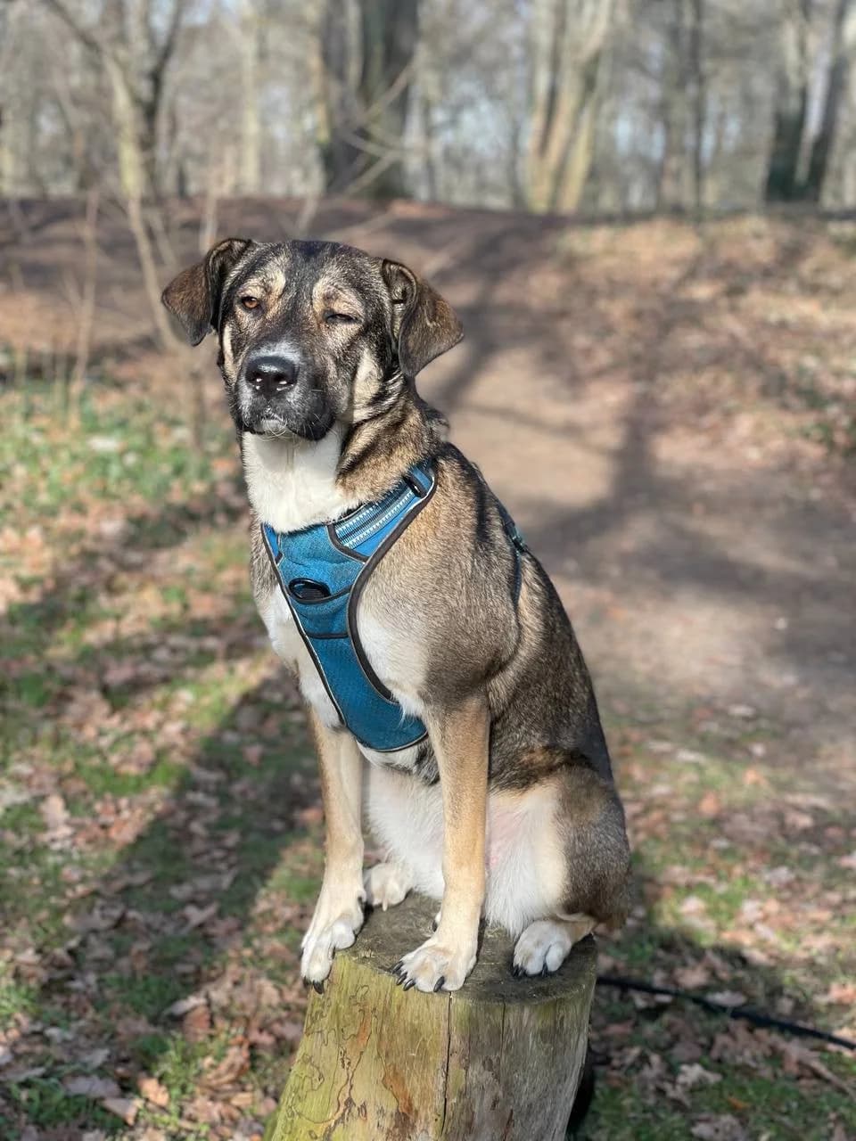 Feli, female 6yo Mixed Breed for adoption at Tierschutzverein Bad Reichenhall e.V., Bad Reichenhall