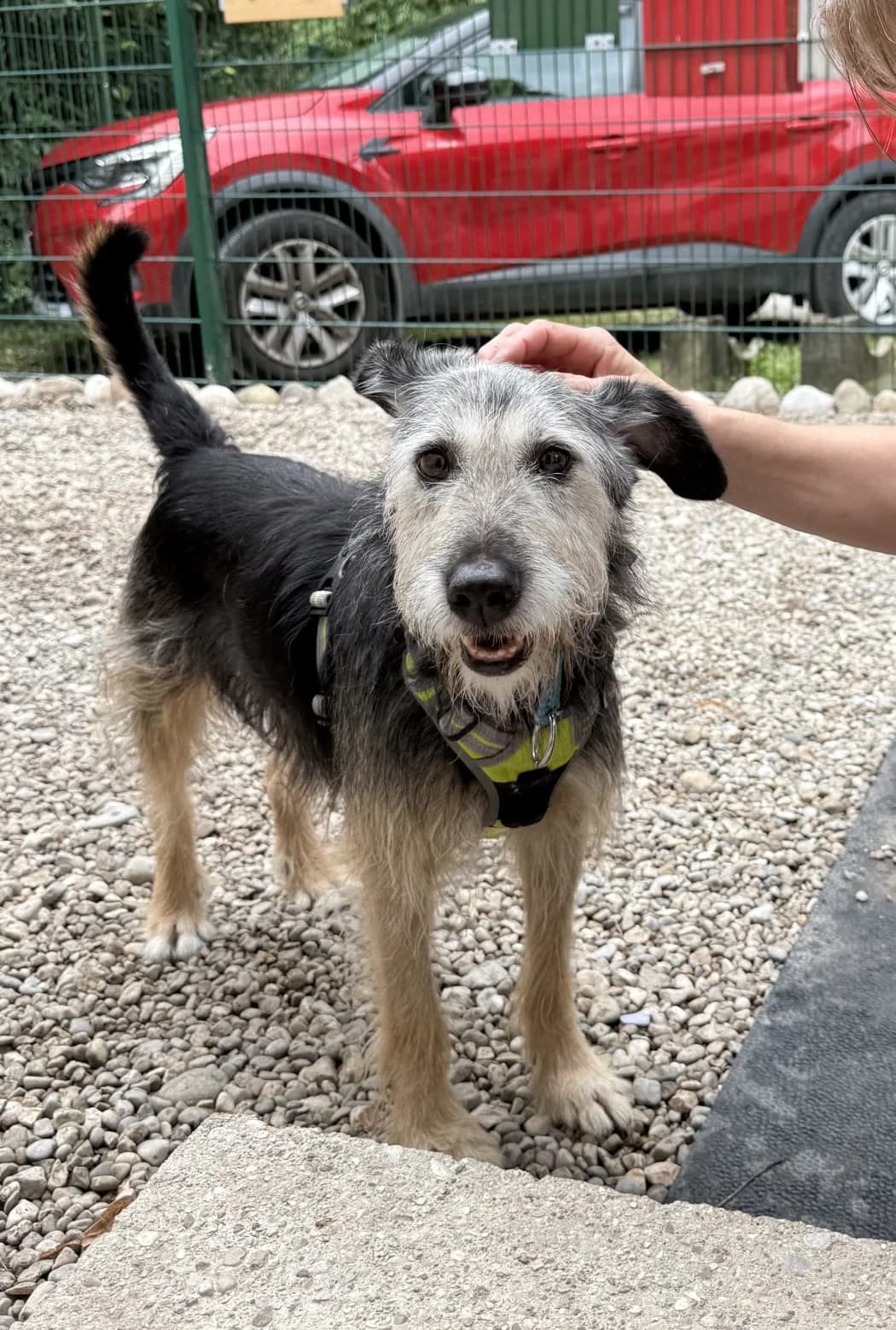 Wengo, male Mixed Breed for adoption at Tierschutzverein Bad Reichenhall e.V., Bad Reichenhall