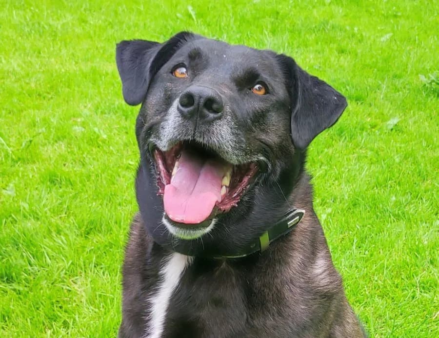 Rocco, male senior Mixed Breed for adoption at Tierschutzverein Bad Tölz, Bad Tölz