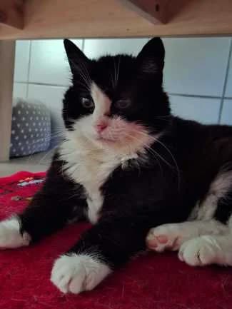 Motchi, Mixed Breed for adoption at Tierschutzverein Biberach e.V., Biberach