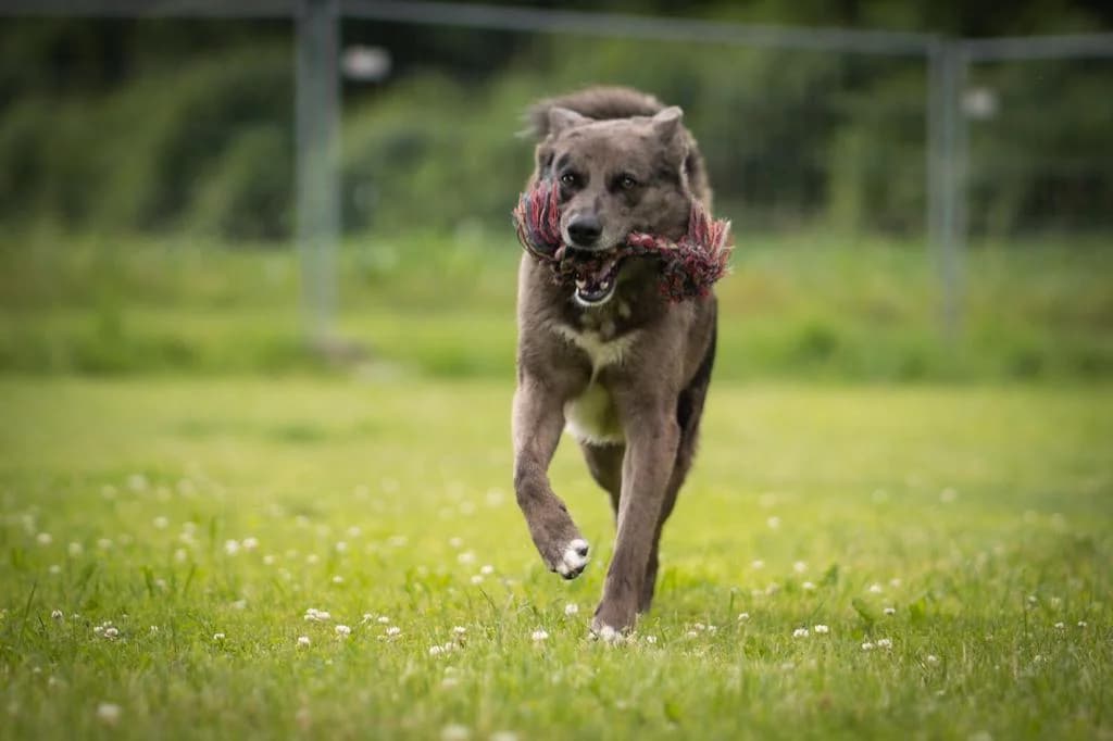 King, male senior Mixed Breed for adoption at Tierschutzverein Biberach e.V., Biberach