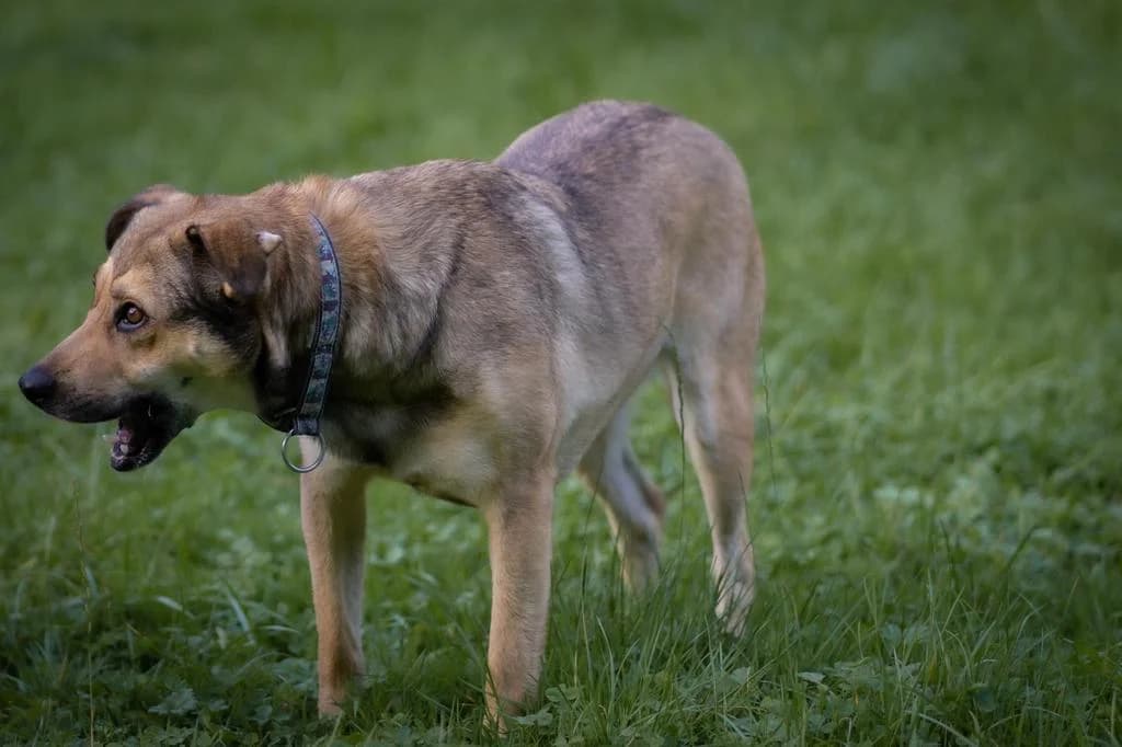 Kiri, male senior Mixed Breed for adoption at Tierschutzverein Biberach e.V., Biberach