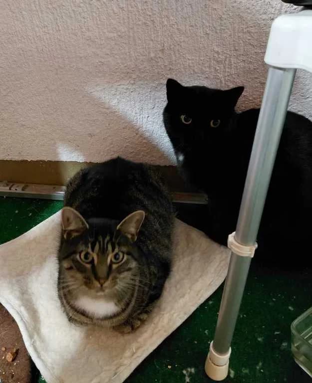 Lucy (und Oskar), getigert Mixed Breed for adoption at Tierschutzverein Biberach e.V., Biberach