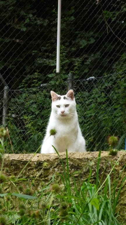 Klotzi und Zander/Zandi, male senior Mixed Breed for adoption at Tierschutzverein Biberach e.V., Biberach