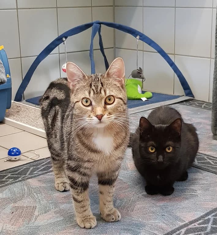 Monja, Momo, Mulan und Maja, male 6yo Mixed Breed for adoption at Tierschutzverein Biberach e.V., Biberach