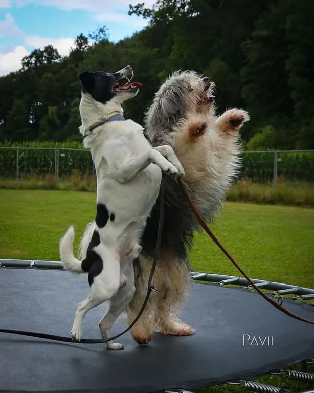 Puck und Punky, schwarz male senior Mixed Breed for adoption at Tierschutzverein Biberach e.V., Biberach