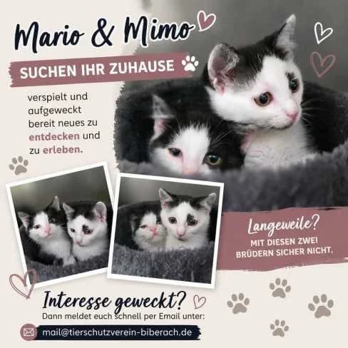 Mario und Mimo, Mixed Breed for adoption at Tierschutzverein Biberach e.V., Biberach