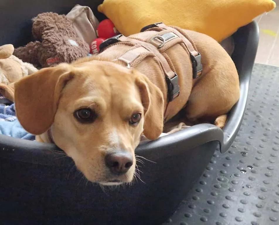 Sunny, female 3yo Mixed Breed for adoption at Tierschutzverein Biberach e.V., Biberach