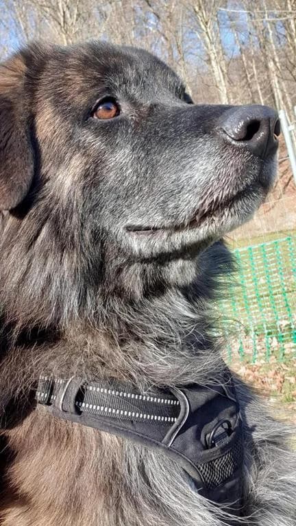 Balu, male senior Mixed Breed for adoption at Tierschutzverein Biberach e.V., Biberach