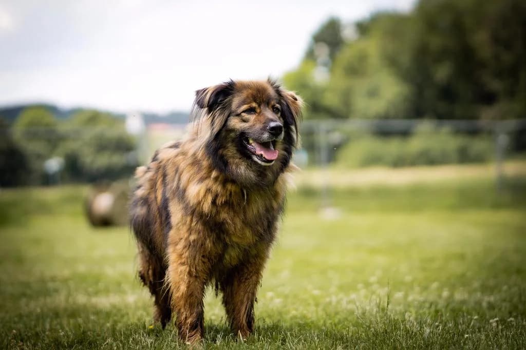 Buddy, male Mixed Breed for adoption at Tierschutzverein Biberach e.V., Biberach
