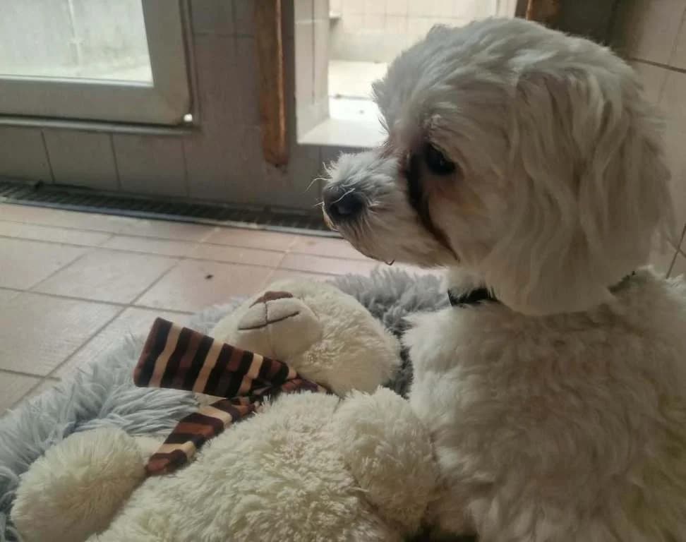 Chapy, male 3yo Mixed Breed for adoption at Tierschutzverein Biberach e.V., Biberach
