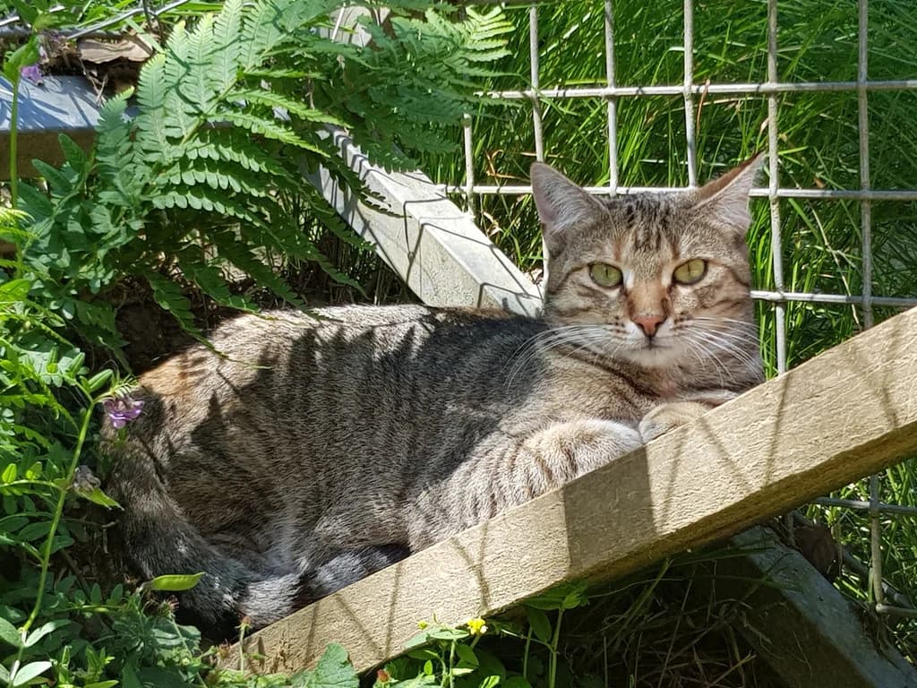 Maya, female 4yo Mixed Breed for adoption at Tierschutzverein Biberach e.V., Biberach