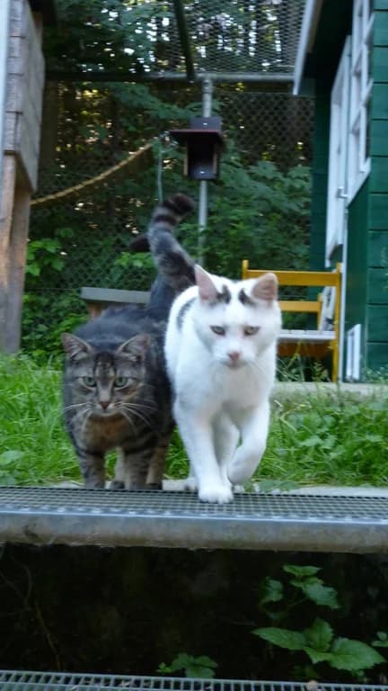 Klotzi und Zandi/Zander, male senior Mixed Breed for adoption at Tierschutzverein Biberach e.V., Biberach
