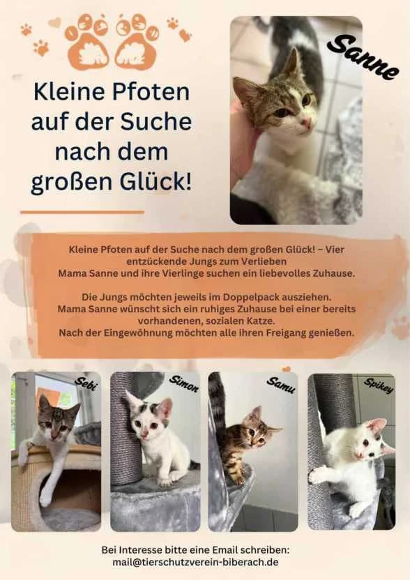 Sebi, Simon, Samu und Spikey, Mixed Breed for adoption at Tierschutzverein Biberach e.V., Biberach