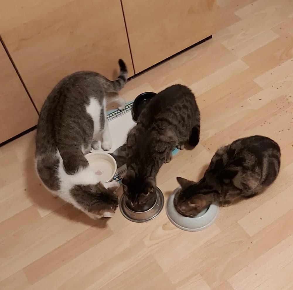 Drei Katzen wurden in Ortenberg ausgesetzt, male young Mixed Breed for adoption at Tierschutzverein Büdingen e.V., Ortenberg